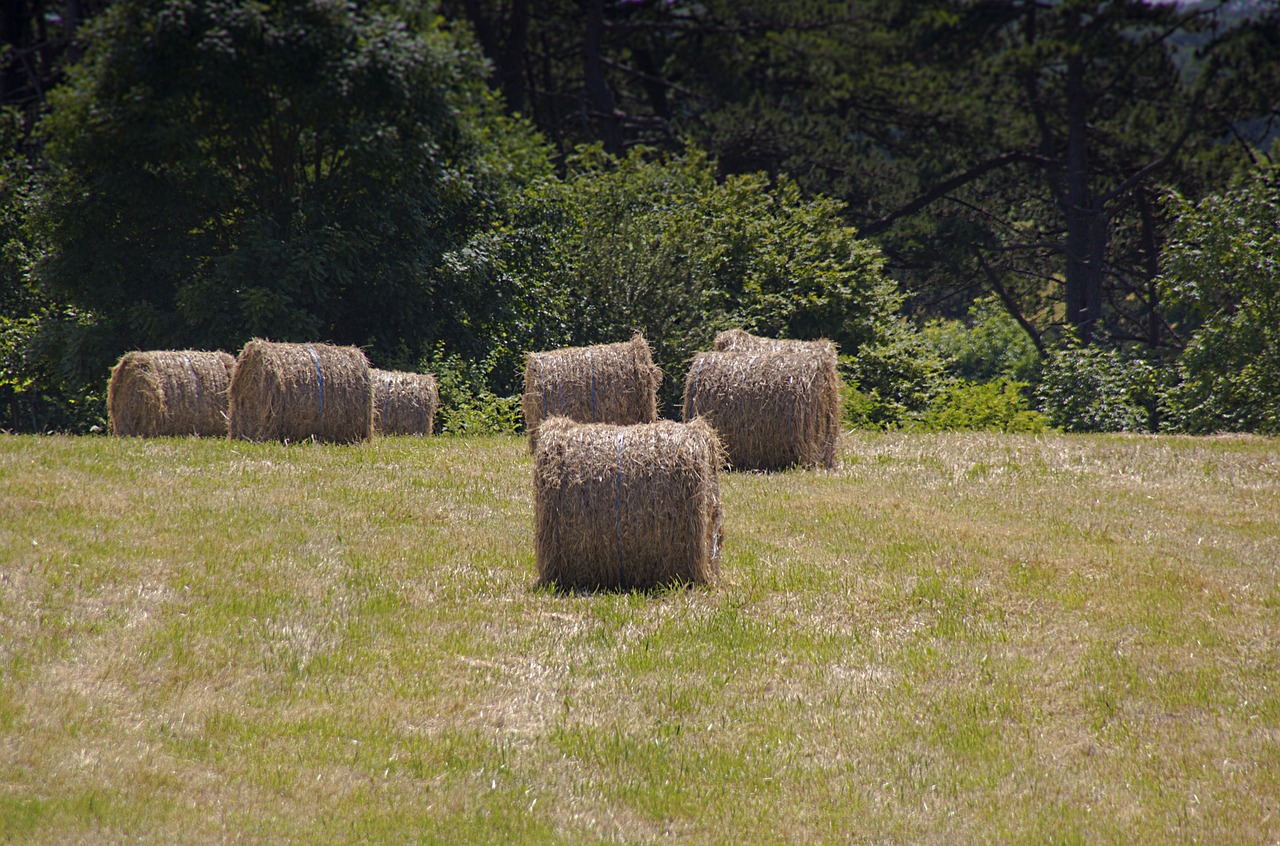 The Agricultural Revolution - Birth of Farming